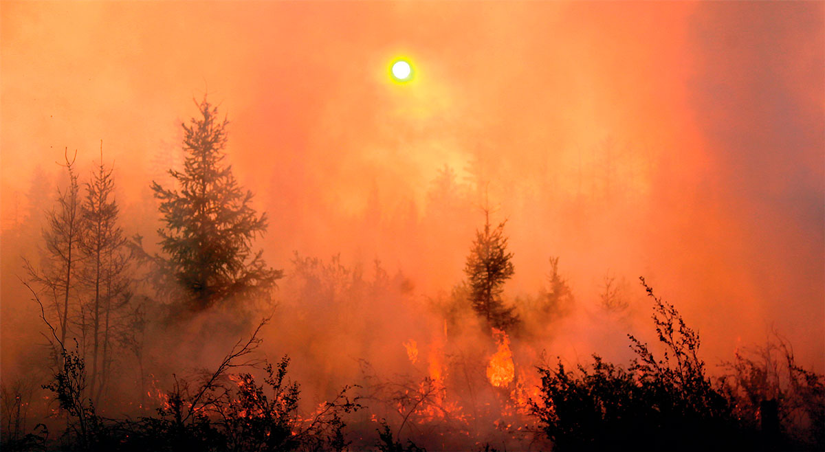 В России начнут по-другому оценивать ущерб от лесных пожаров